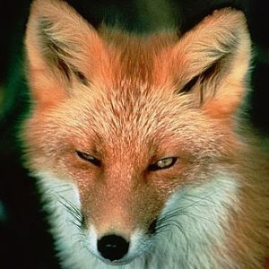 Альбина Альбина