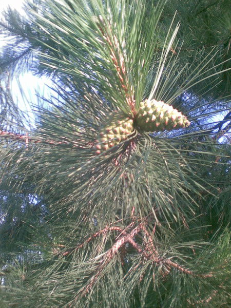 Светлана Волобуева