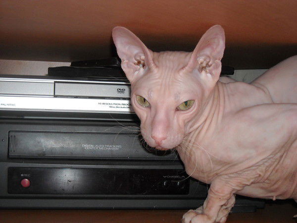 Наталья Петрова