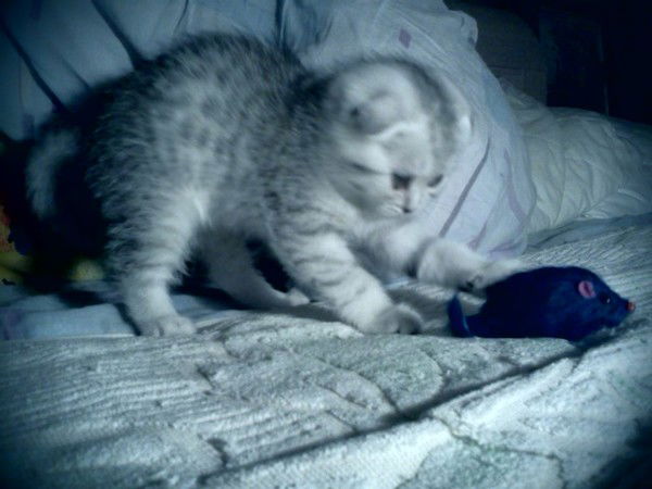 Светлана Голайдо