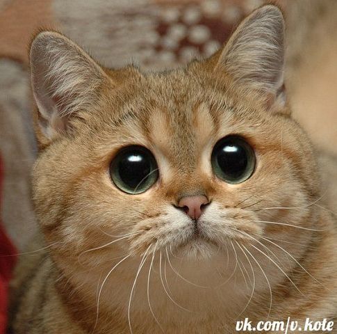 Ирина Темелиди