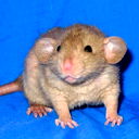 Алена .