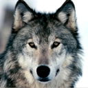 Юрий Логутов