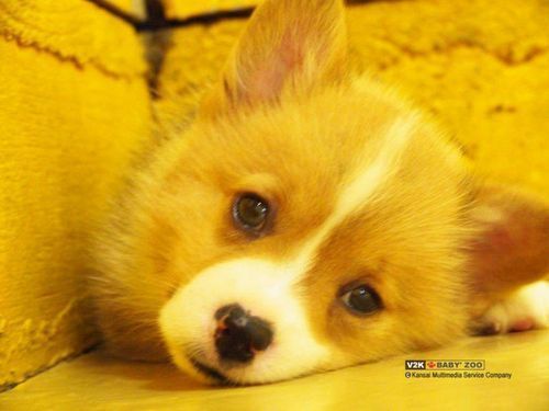 Олеся Бузмакова