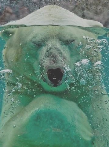 Руслан Шахов