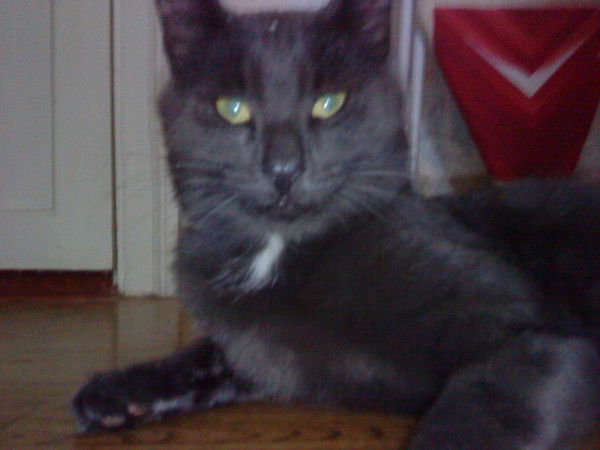 Феникс Партизан