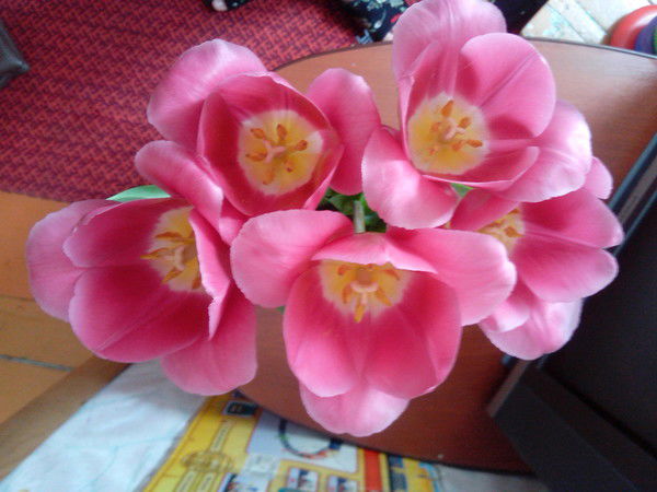 Анюта Грибанова