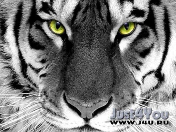 Дмитрий Колесников