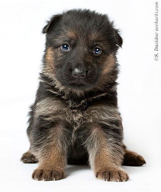 Даник Белимов