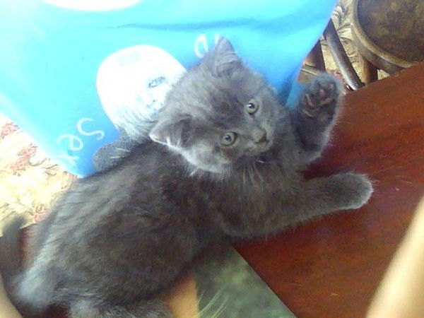 Дондикова Вера