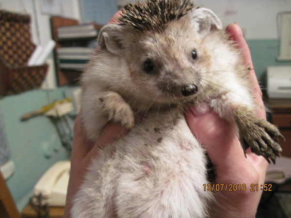 Светлана Федина