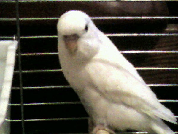 Аревик Витулева