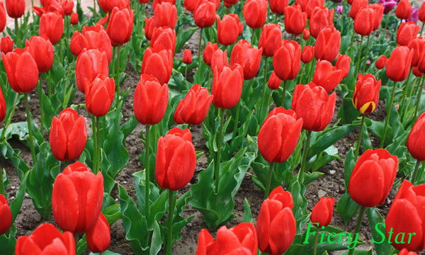 Секретарь Светлана