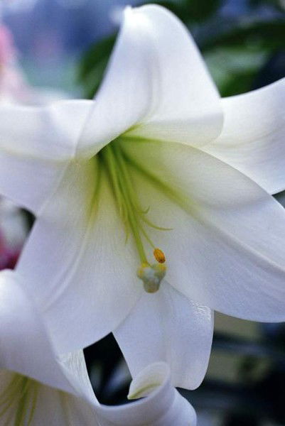 Елена Левина