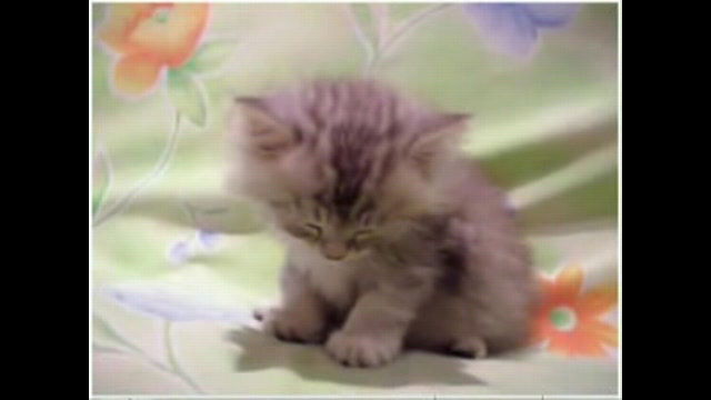 Поля Немахова