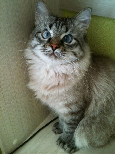 Борис Новокшонов