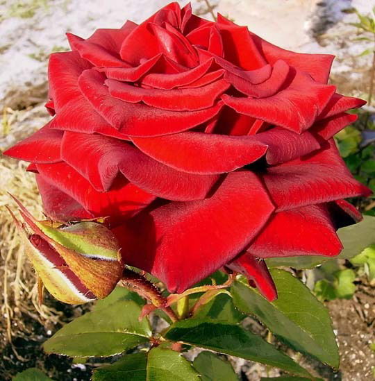 Роза Тамоян