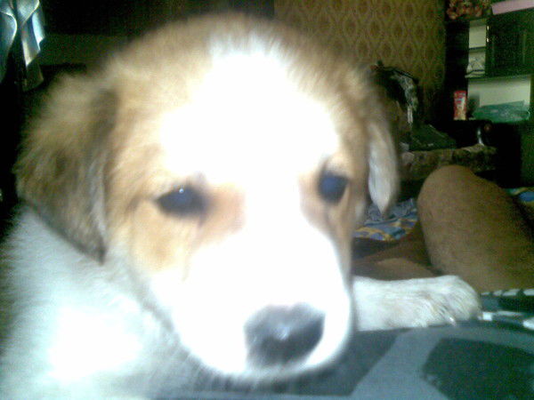 Руслан Мамедов