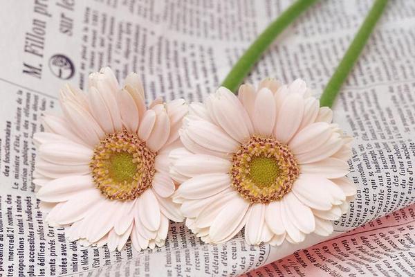 Полина Попова