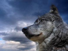 Алексей Венецкий