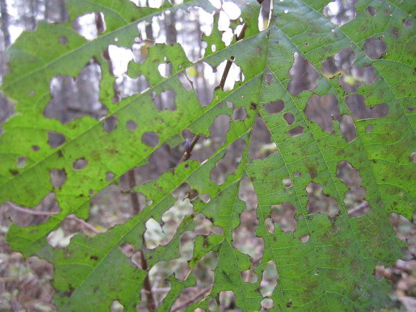 Людмила Турло