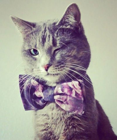 Анастасия Кот