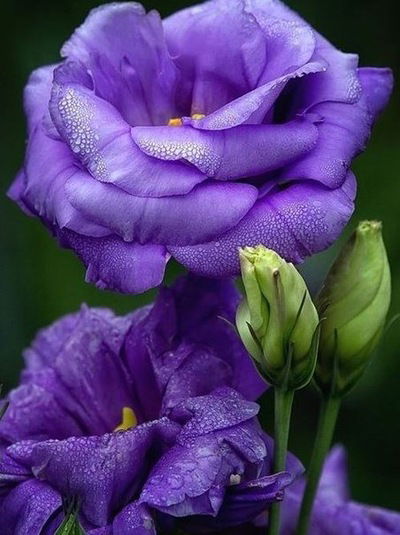 Фариза Кошжанова