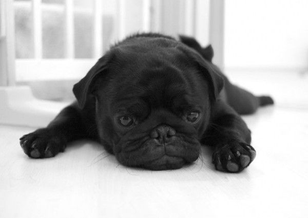 Антон Бондарев