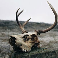 Никита Воробьев