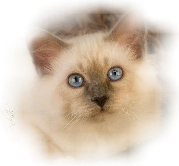 Анастасия Александрова