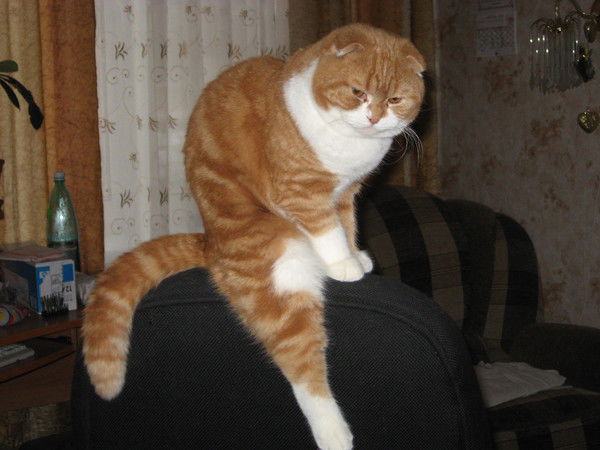 Любовь Комарова