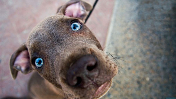 Вера Поликанова