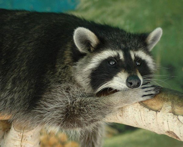 Анастасия М