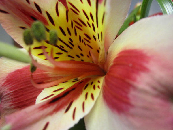 Неизвестно Неизвестно