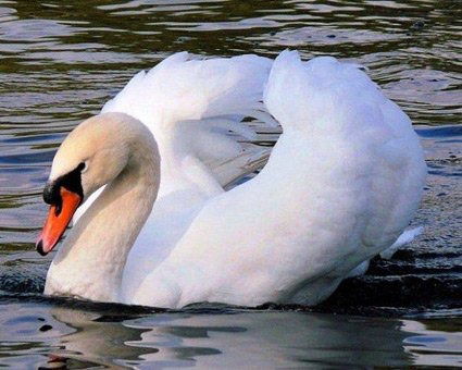 Светлана Кулькова