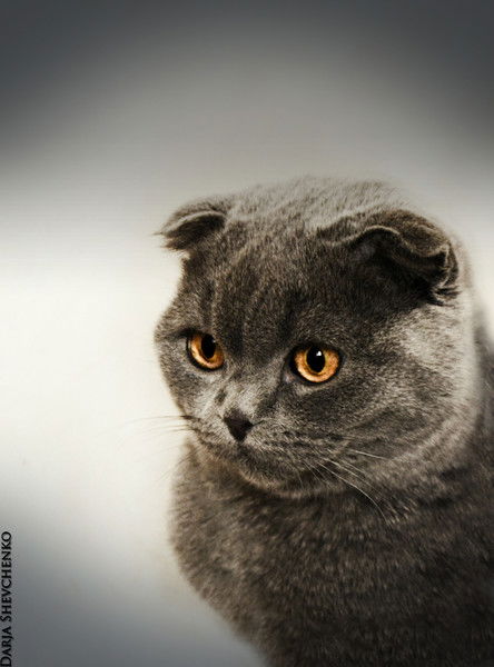 Агата Кристи