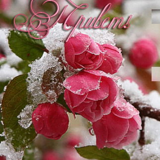 Маркел Шолудько