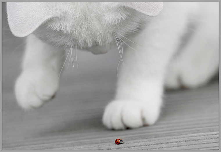 Таня Приходченко