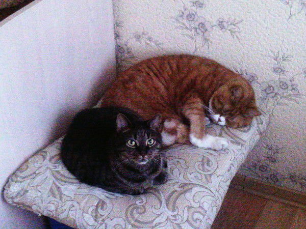 Светлана Шутова