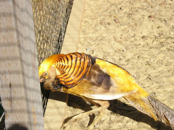 Ольга Глаголева