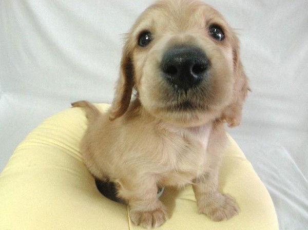 Ольга Ерошкина