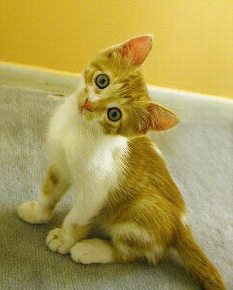 Наталья Шавель-Трофимова