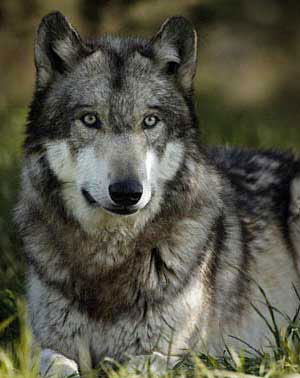 Куаныш Максутбек