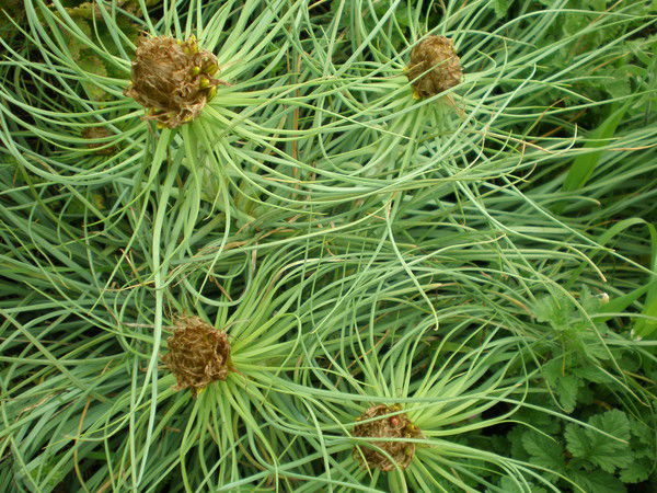 Сережа Фурманов