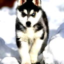 Бастион Бастион