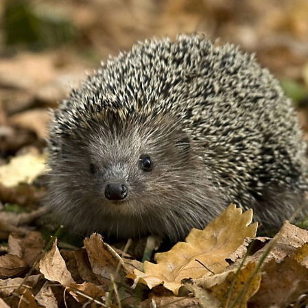 Татьяна Маковец