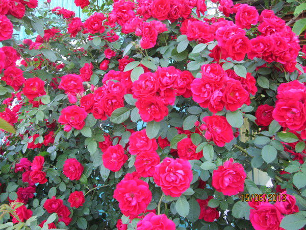 Валентина Чуняева