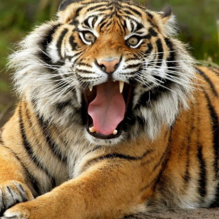 Александр Ланин