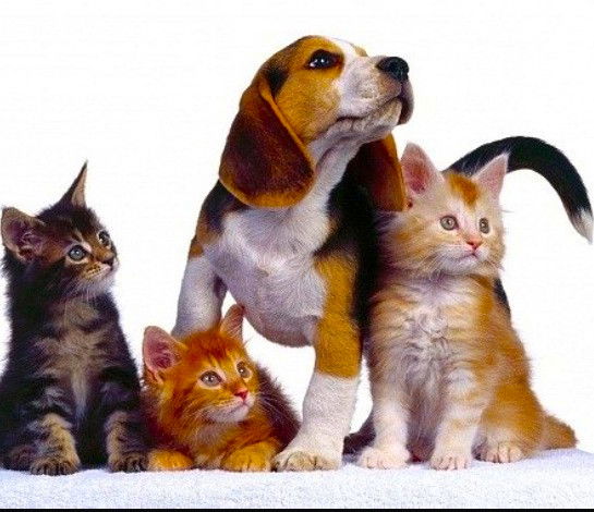 Зоо Магазин Аква Мир