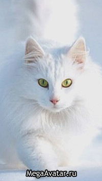 Светлана Чекменева